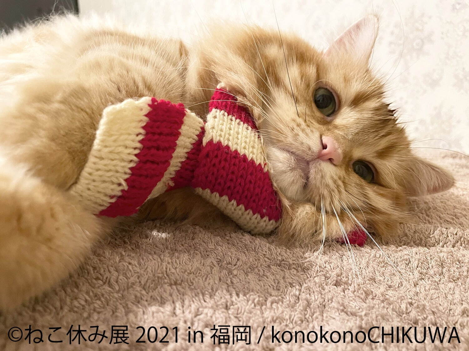 猫の合同写真展「ねこ休み展」福岡で約1年ぶり開催、癒しの猫写真など200点以上＆猫グッズも｜写真3