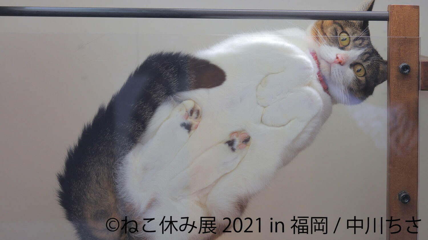 猫の合同写真展「ねこ休み展」福岡で約1年ぶり開催、癒しの猫写真など200点以上＆猫グッズも｜写真1