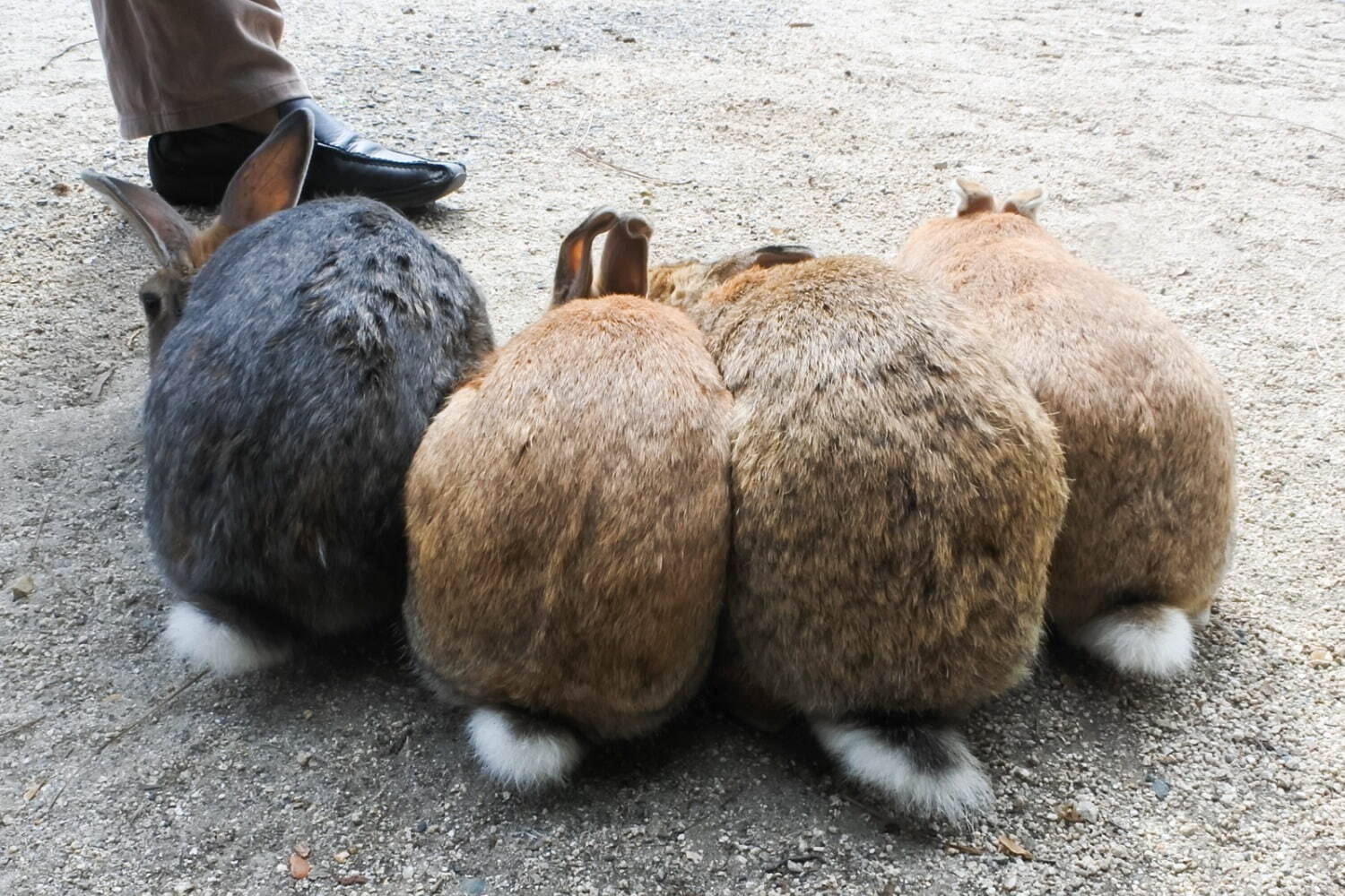 広島 瀬戸内の島巡り観光、旅行者に人気の“うさぎの楽園”大久野島やアートな生口島などモデルコース｜写真29