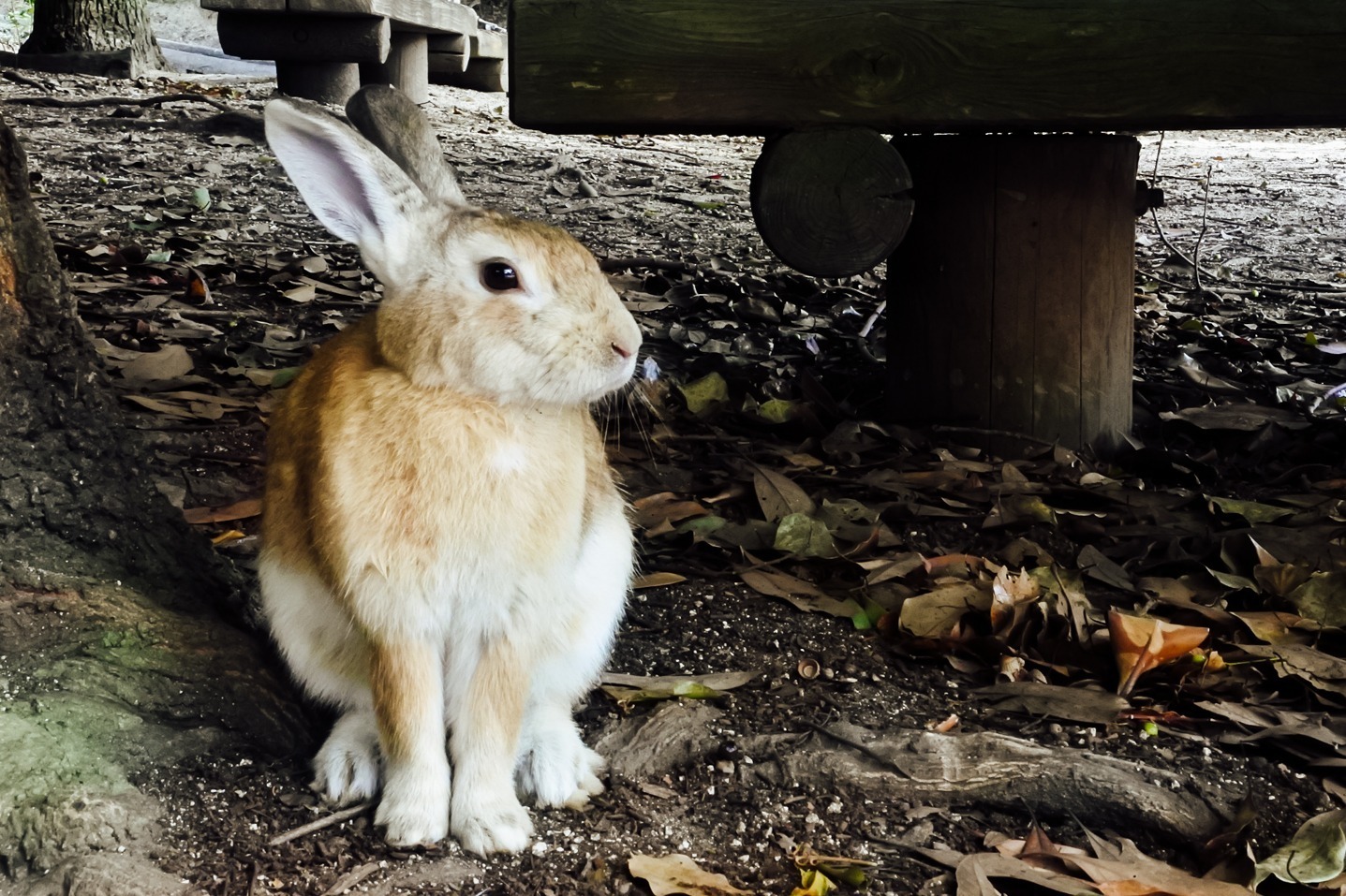 サイクリング｜広島 瀬戸内の島巡り観光、旅行者に人気の“うさぎの楽園”大久野島やアートな生口島などモデルコース