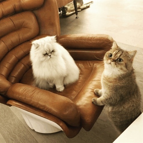ポール & ジョー(PAUL & JOE) 猫アイテム特集｜写真3