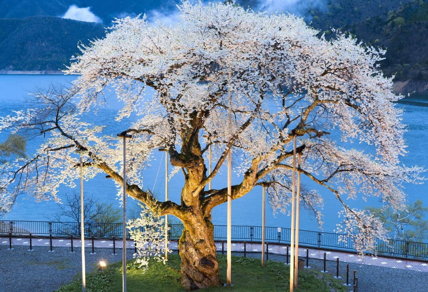 荘川桜