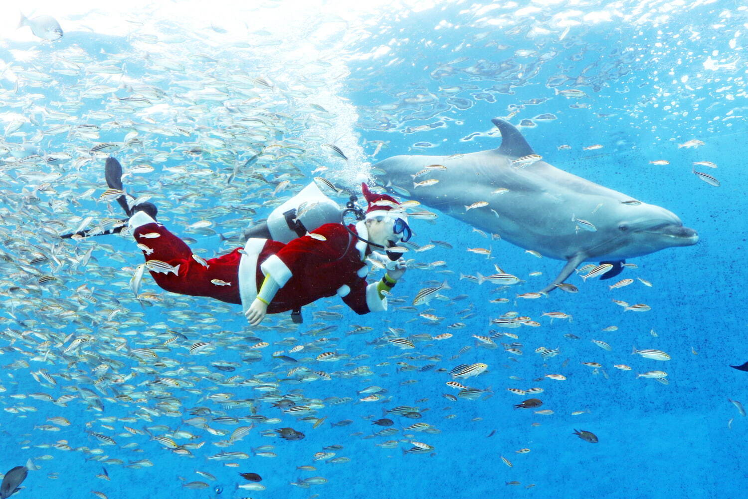 横浜・八景島シーパラダイスのクリスマス、幻想的な限定イルカショーやペンギンパレードなど｜写真1