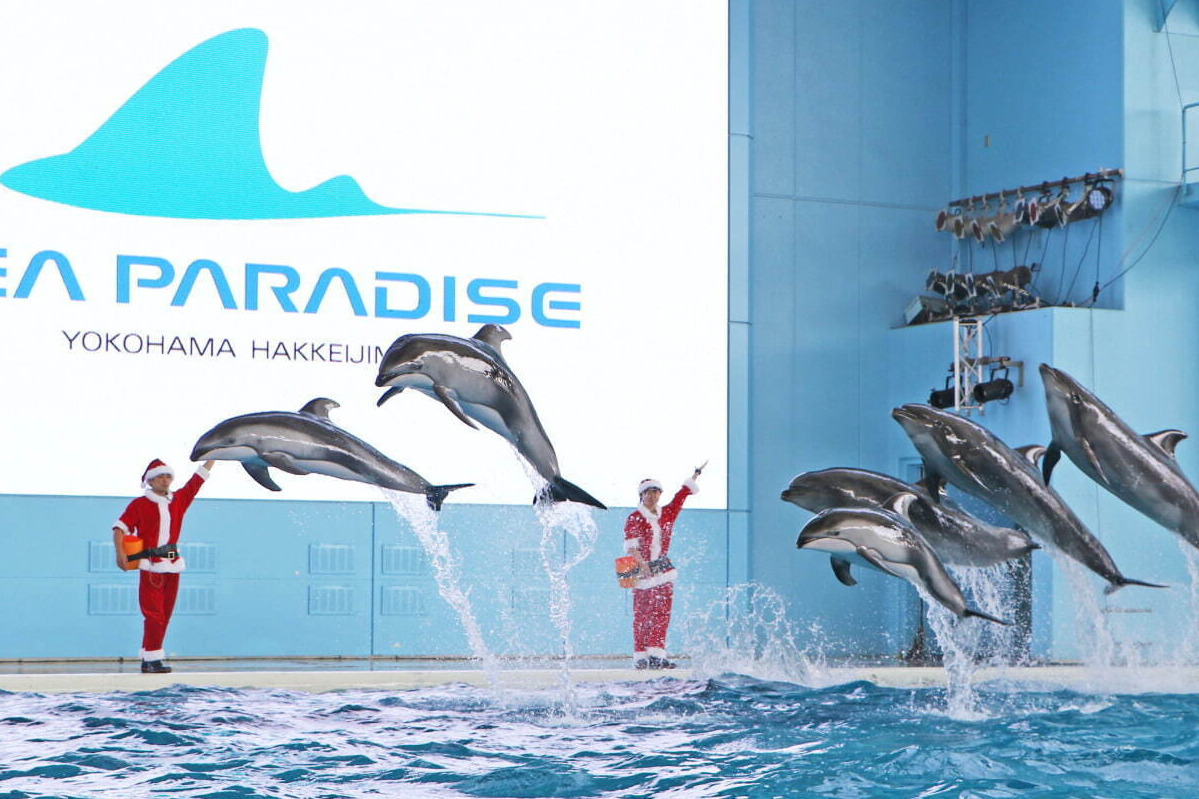 横浜・八景島シーパラダイスのクリスマス、幻想的な限定イルカ