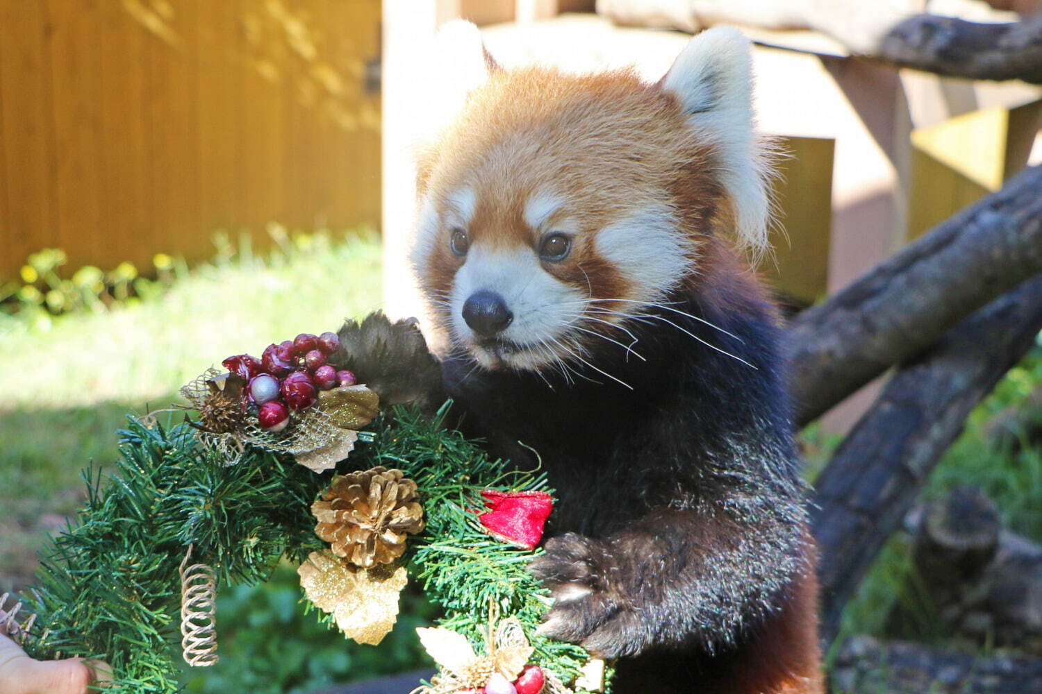 横浜・八景島シーパラダイスのクリスマス、幻想的な限定イルカショーやペンギンパレードなど｜写真12