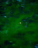 マメ クロゴウチ 2022年リゾートコレクション - 故郷、長野の自然を慈しむ｜写真4