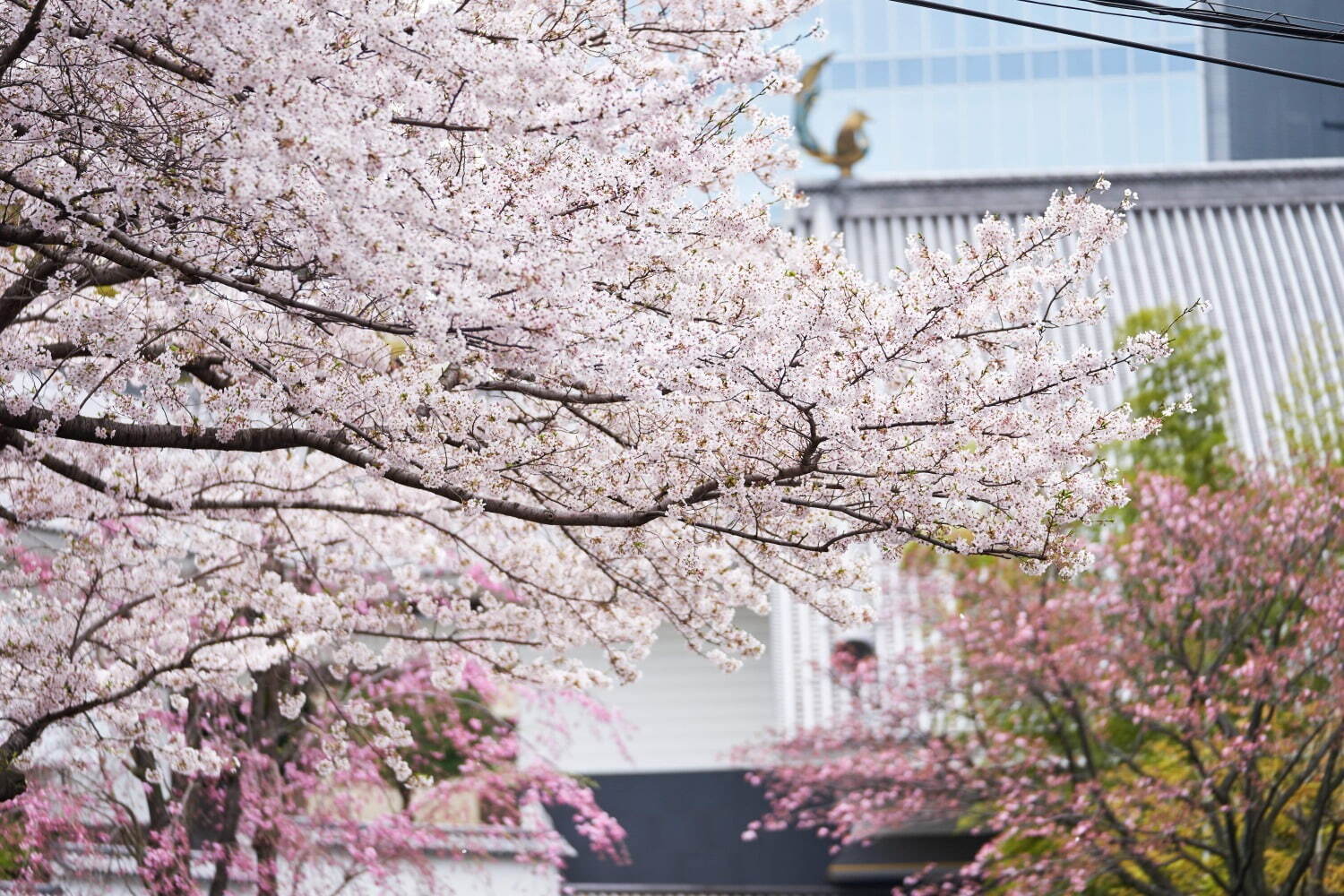 ホテル雅叙園東京で春の文化財展示「時を旅する百段階段」文化財で新年を過ごす「初春の見学会」も｜写真9