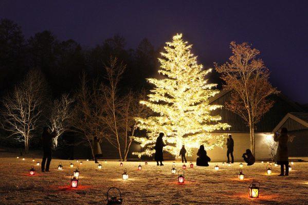 「軽井沢星野エリアのクリスマス2021」“本物のモミの木”をライトアップするイルミネーション｜写真1