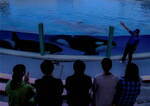鴨川シーワールド“夜の水族館”探検「ナイトアドベンチャー」夜空の下で眠るシャチの寝顔を観察｜写真1