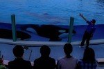 鴨川シーワールド“夜の水族館”探検「ナイトアドベンチャー」夜空の下で眠るシャチの寝顔を観察