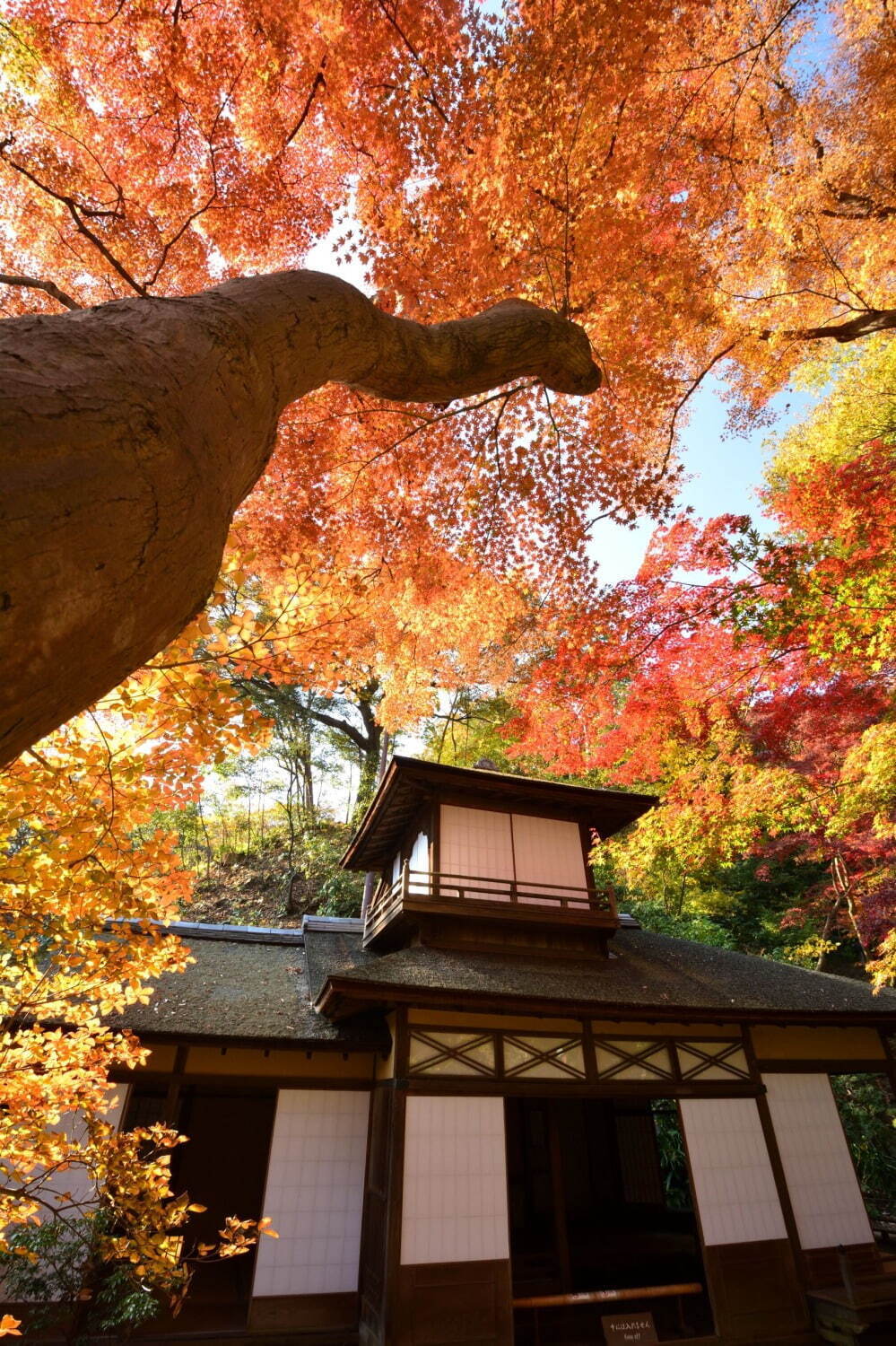 横浜「三溪園」12年ぶりに紅葉ライトアップ、重要文化財×紅葉を楽しむ“絶景遊歩道”特別開放も｜写真2