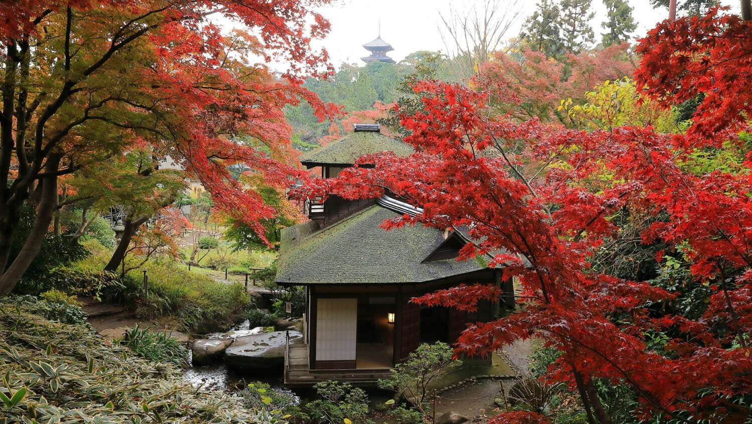 横浜「三溪園」12年ぶりに紅葉ライトアップ、重要文化財×紅葉を楽しむ“絶景遊歩道”特別開放も｜写真3