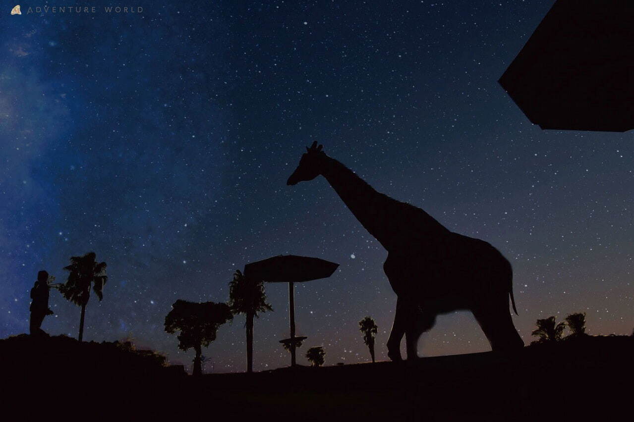 アドベンチャーワールド「ナイトサファリ」
