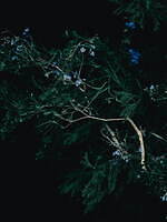 ルール ロジェット(leur logette) 自然｜写真8