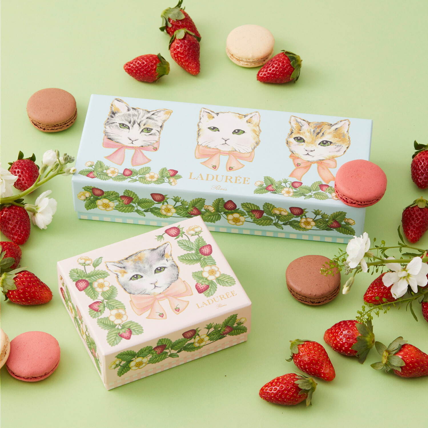 ラデュレのバレンタイン2022“猫＆イチゴ”を描いたカラフルマカロンボックス、苺チョコレートも｜写真1