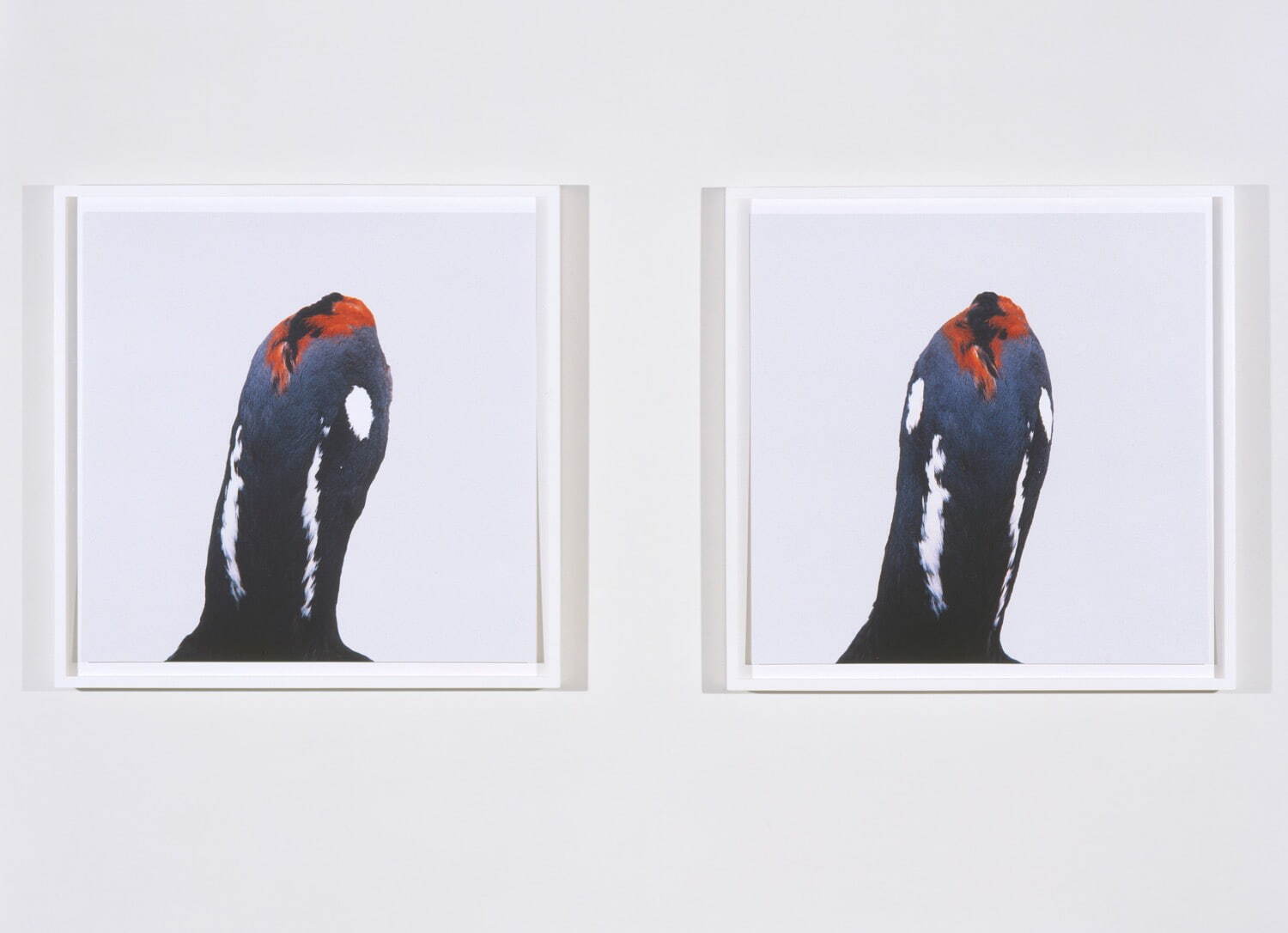 ロニ・ホーンの個展がタカ・イシイギャラリーで - 野鳥の剥製を