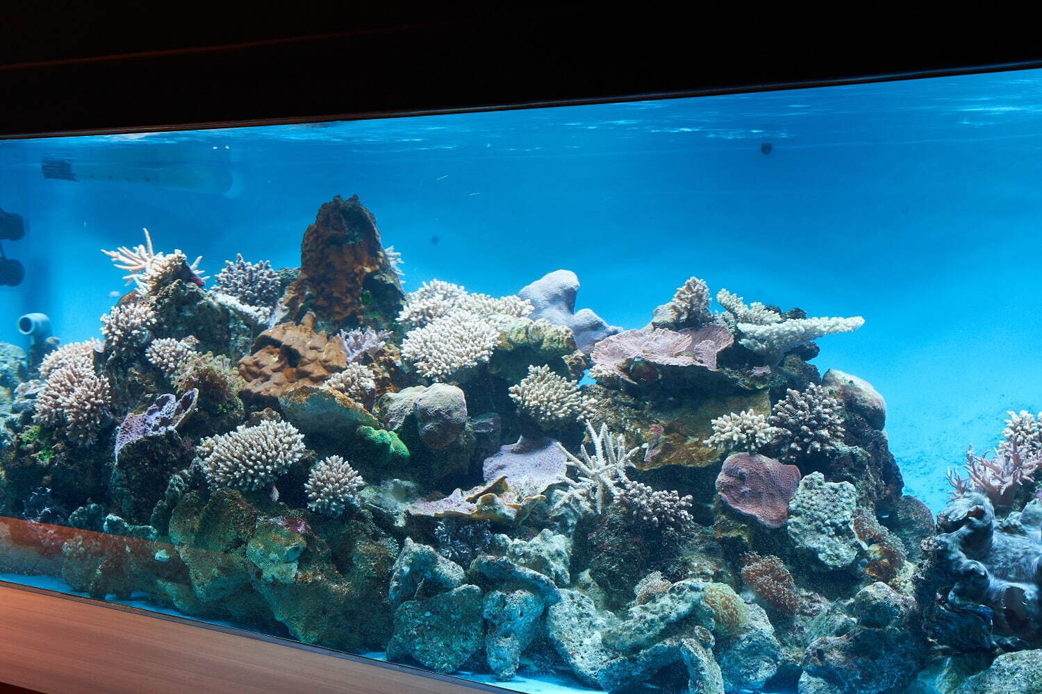 須磨海浜水族園・海浜公園の再整備、新水族館「神戸須磨シーワールド」を核にホテルやにぎわい施設も｜写真39