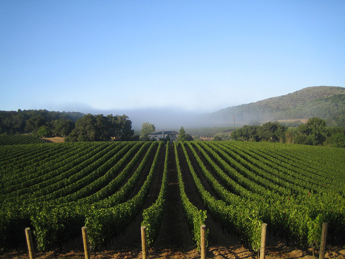 ワイナリー「KENZO ESTATE」が六本木に - カリフォルニアから届く世界最高峰のワイン | 写真