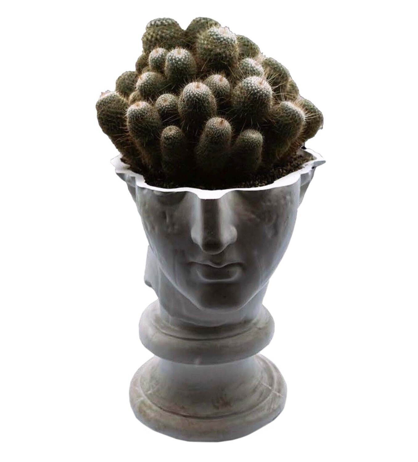 石膏像×多肉植物の新ブランド「エメス」ミロのヴィーナスやソクラテスを模ったカクタスポット｜写真8