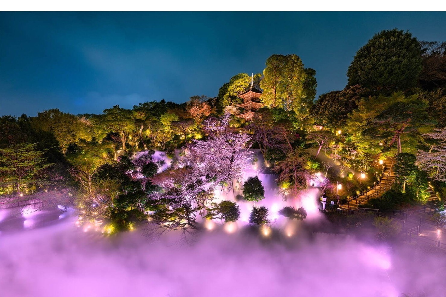 ホテル椿山荘東京、桜の庭園演出「夜桜雲海」