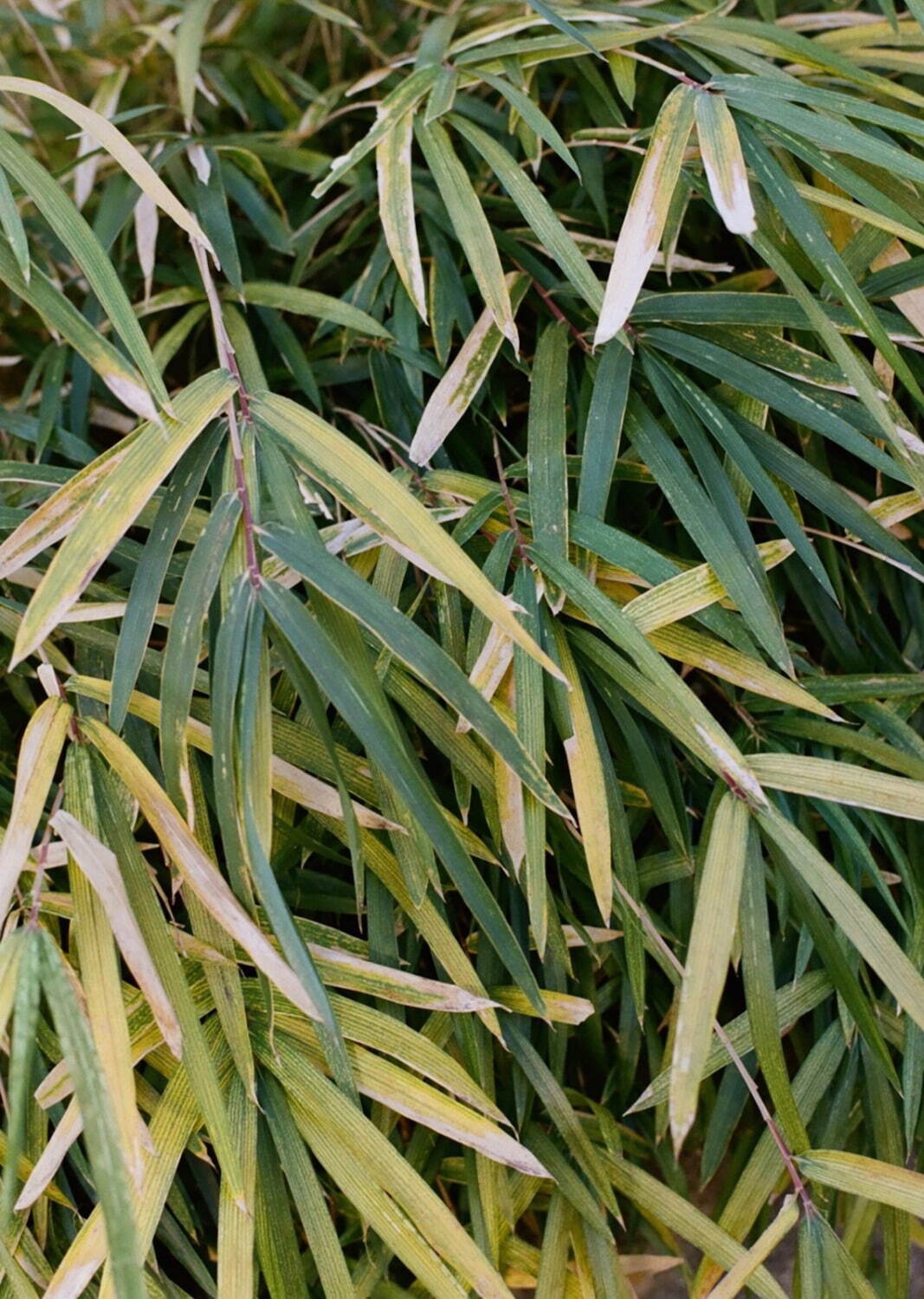 ラウンダバウト(roundabout) 2022年春夏メンズコレクション  - 写真15