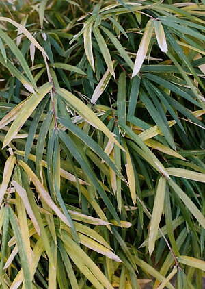 ラウンダバウト(roundabout) 2022年春夏メンズコレクション  - 写真15