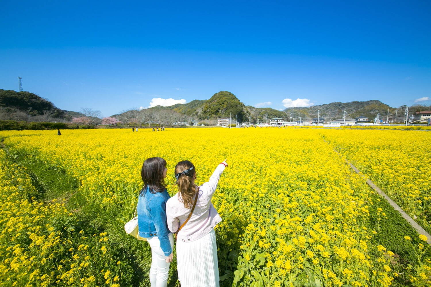 南伊豆の花イベント「みなみの桜と菜の花まつり」河津桜約800本と菜の花の絶景、夜桜ライトアップも｜写真7