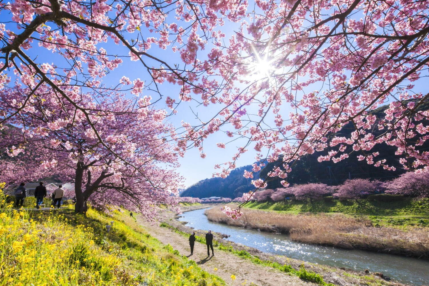 南伊豆の花イベント「みなみの桜と菜の花まつり」河津桜約800本と菜の花の絶景、夜桜ライトアップも｜写真3