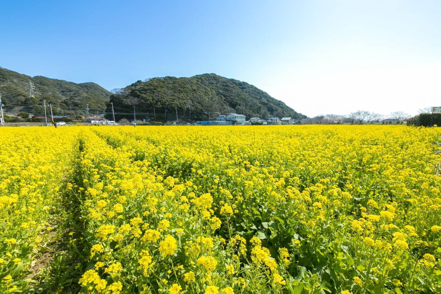 南伊豆の花イベント「みなみの桜と菜の花まつり」河津桜約800本と菜の花の絶景、夜桜ライトアップも｜写真8