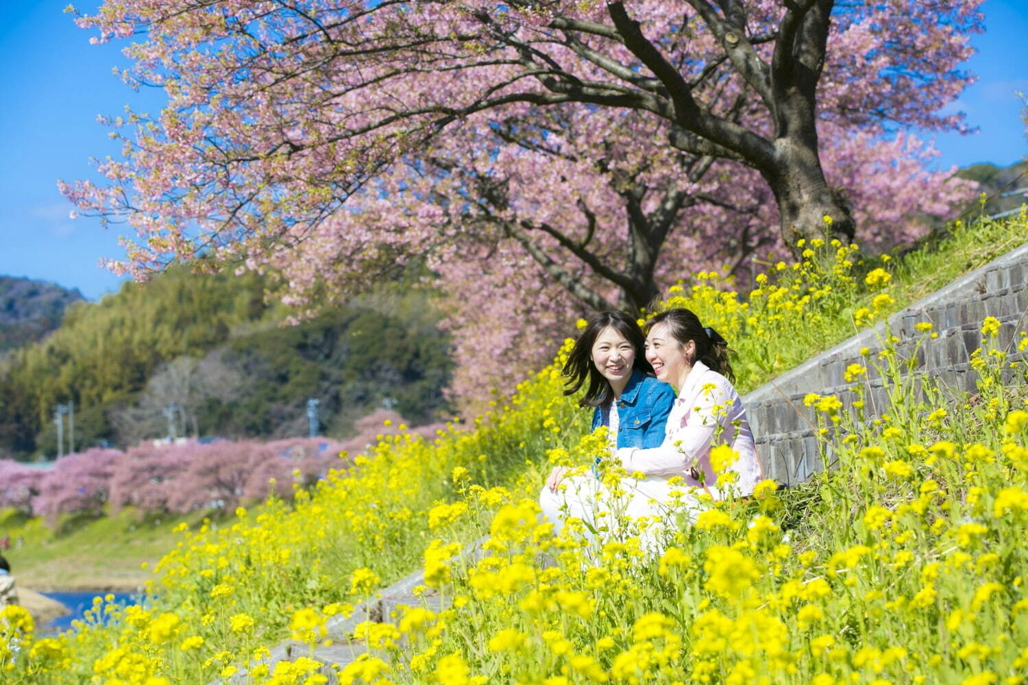 南伊豆の花イベント「みなみの桜と菜の花まつり」河津桜約800本と菜の花の絶景、夜桜ライトアップも｜写真5