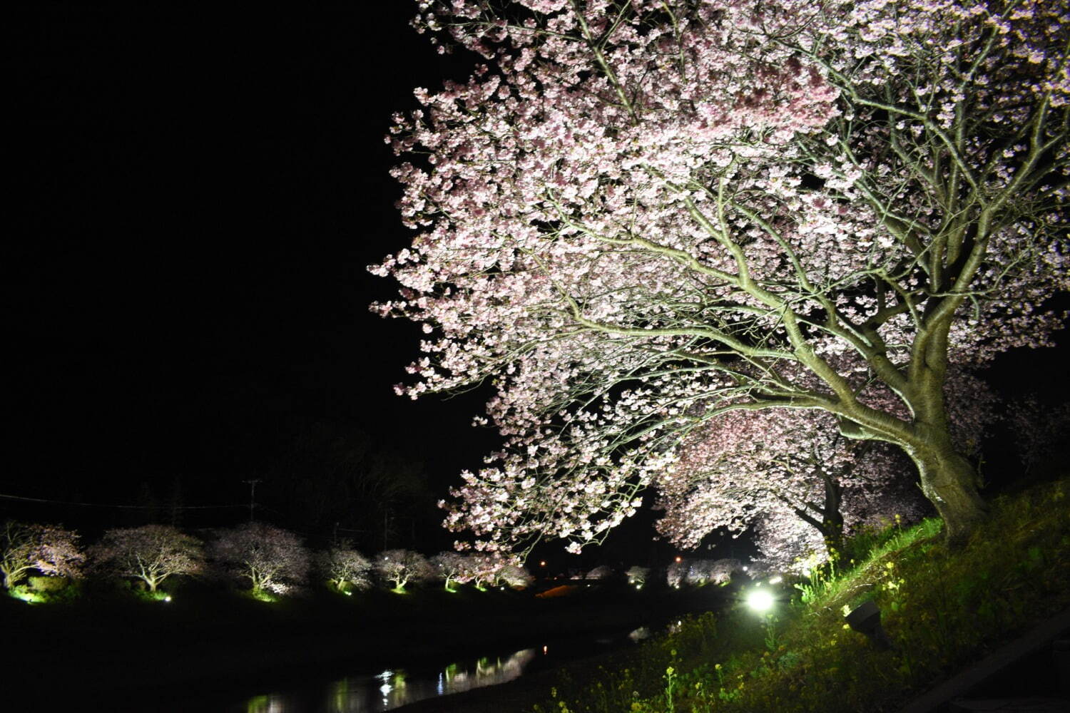 南伊豆の花イベント「みなみの桜と菜の花まつり」河津桜約800本と菜の花の絶景、夜桜ライトアップも｜写真6