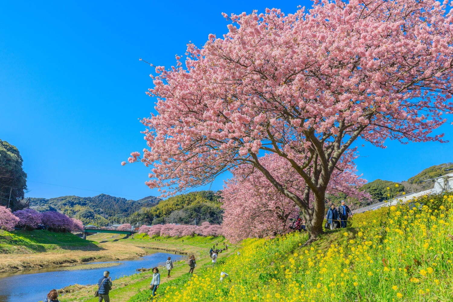 「みなみの桜と菜の花まつり」