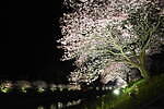 南伊豆の花イベント「みなみの桜と菜の花まつり」河津桜約800本と菜の花の絶景、夜桜ライトアップも｜写真6