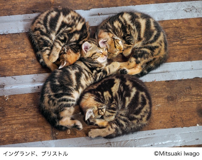 岩合光昭写真展 「こねこ」日本橋三越本店で、世界各地の子猫やトラの写真約150点を展示｜写真4