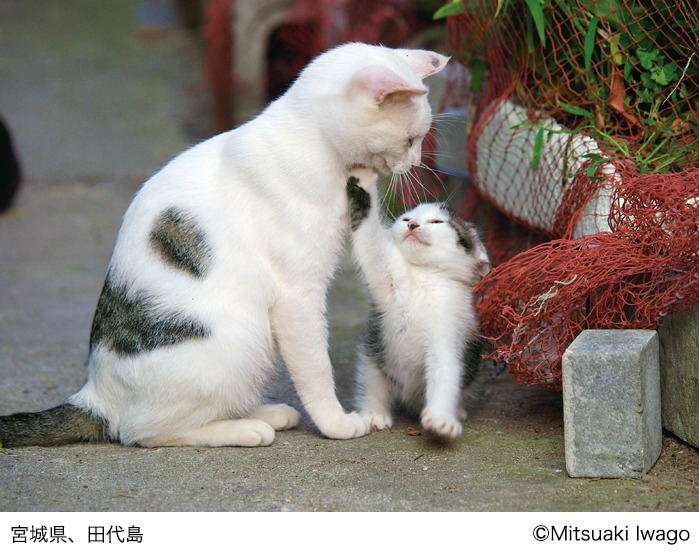 岩合光昭写真展 「こねこ」日本橋三越本店で、世界各地の子猫やトラの写真約150点を展示｜写真3