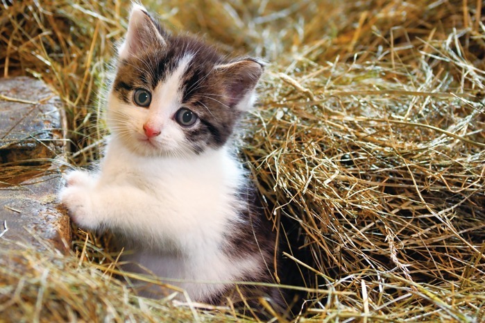 日本橋三越「こねこ」