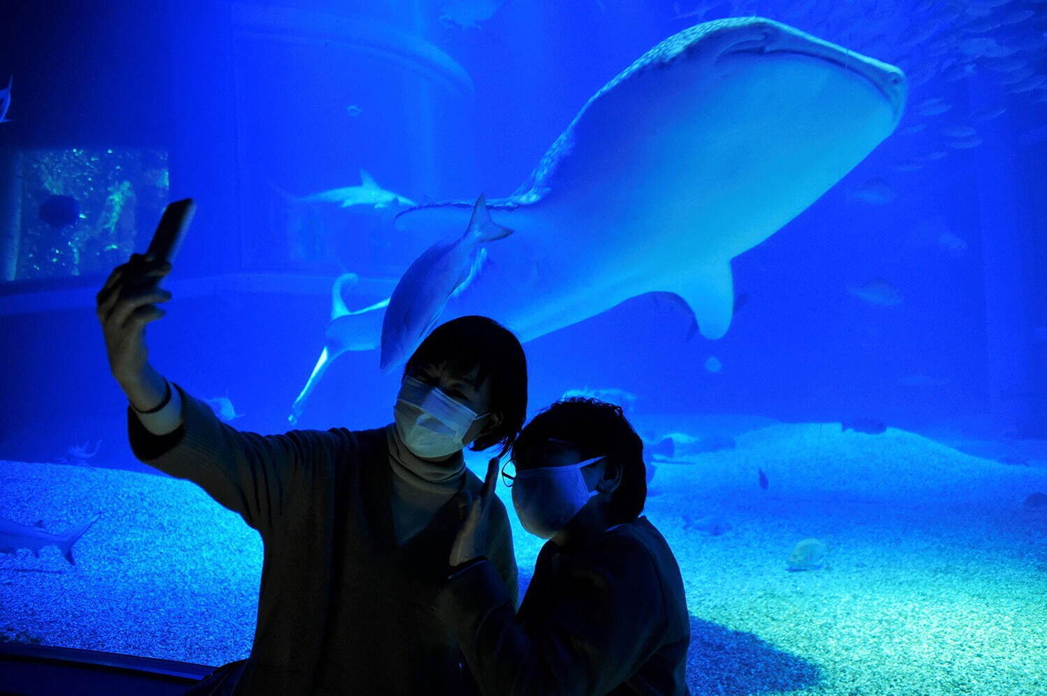 大阪・海遊館“閉店後の水族館”で夜イベント、静寂な海の世界をゆったり体感｜写真2