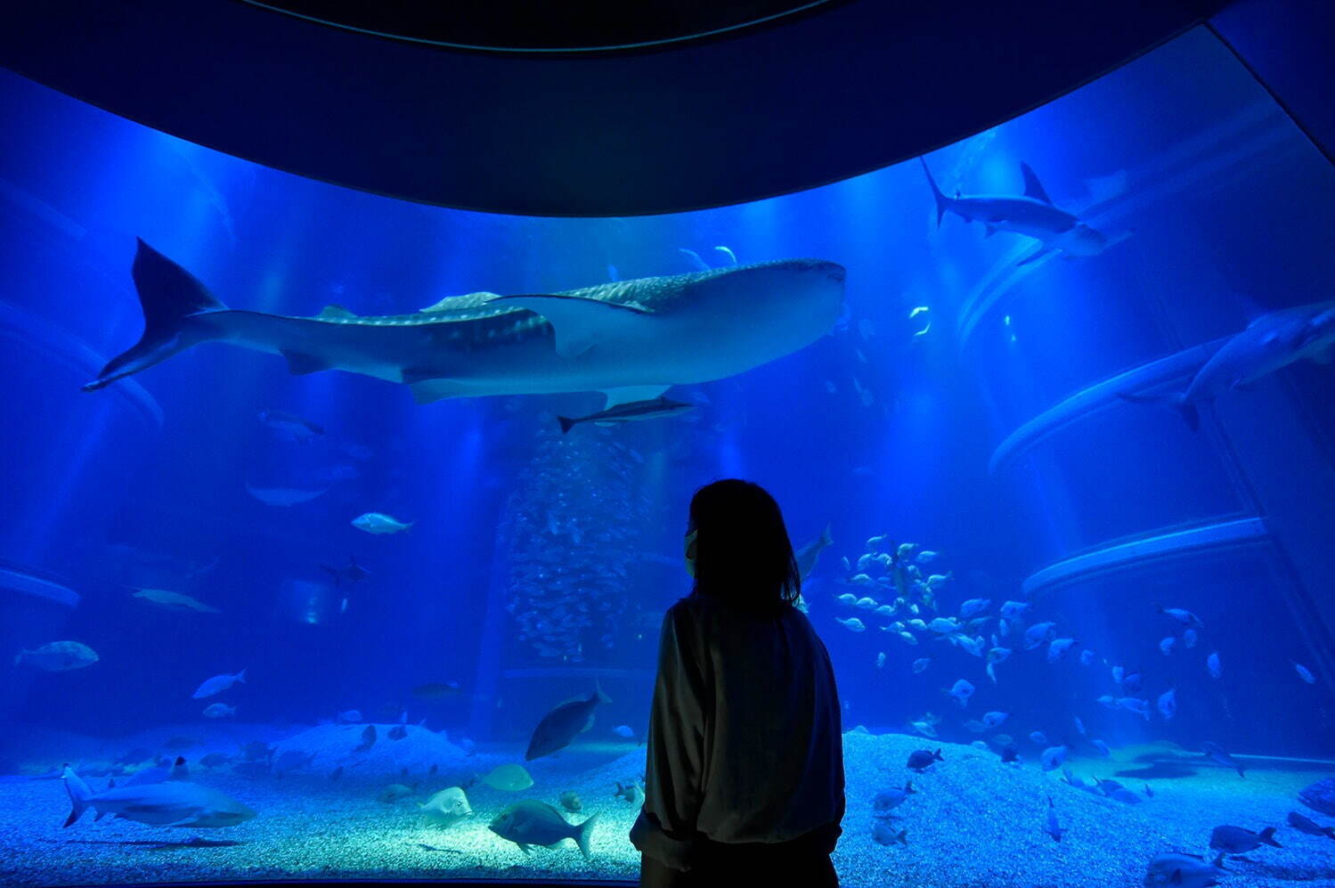 大阪 海遊館 閉店後の水族館 で夜イベント 静寂な海の世界をゆったり体感 ファッションプレス