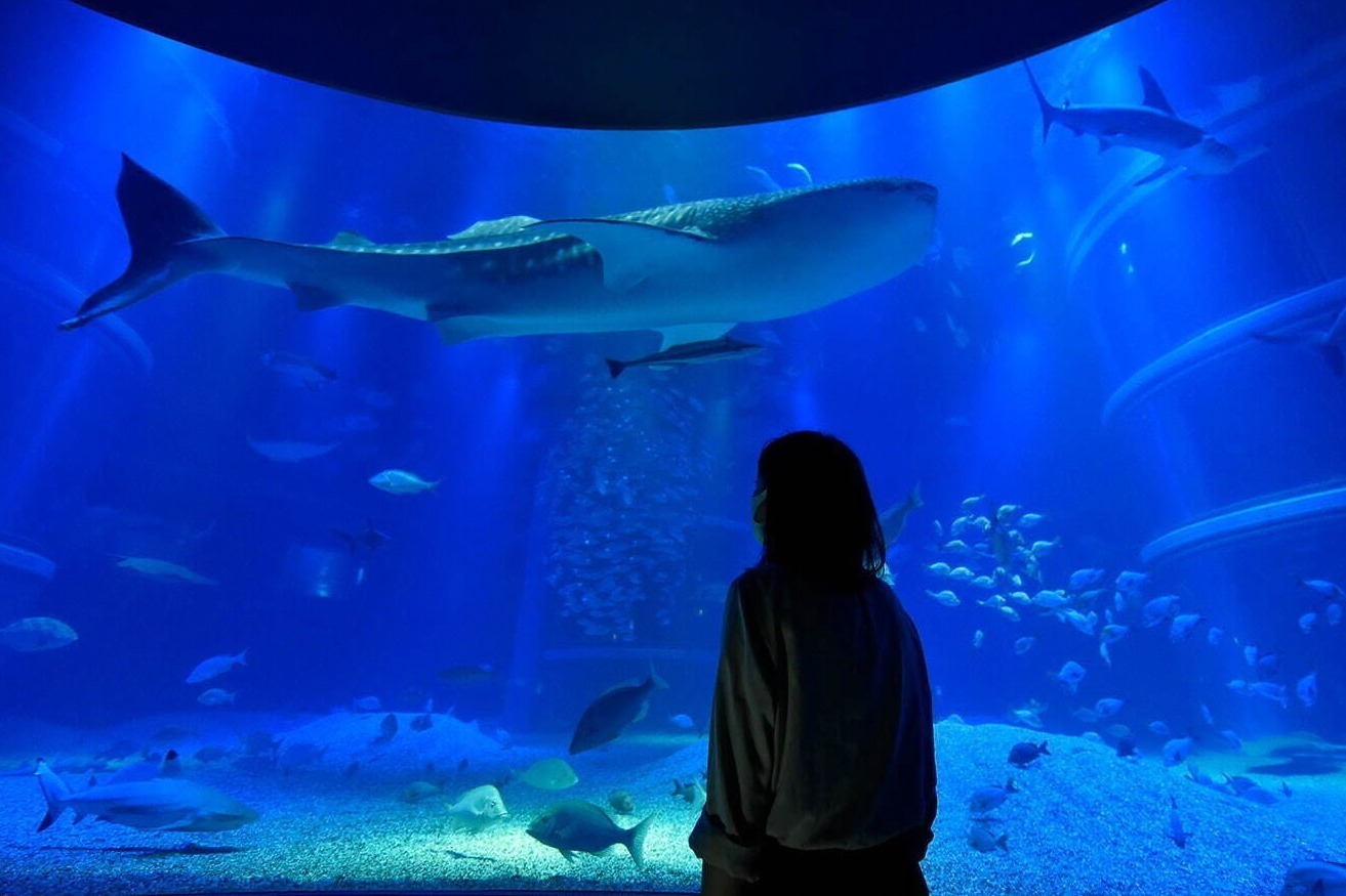 水族館｜大阪・海遊館“閉店後の水族館”で夜イベント、静寂な海の世界をゆったり体感