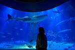 大阪・海遊館“閉店後の水族館”で夜イベント、静寂な海の世界をゆったり体感｜写真1