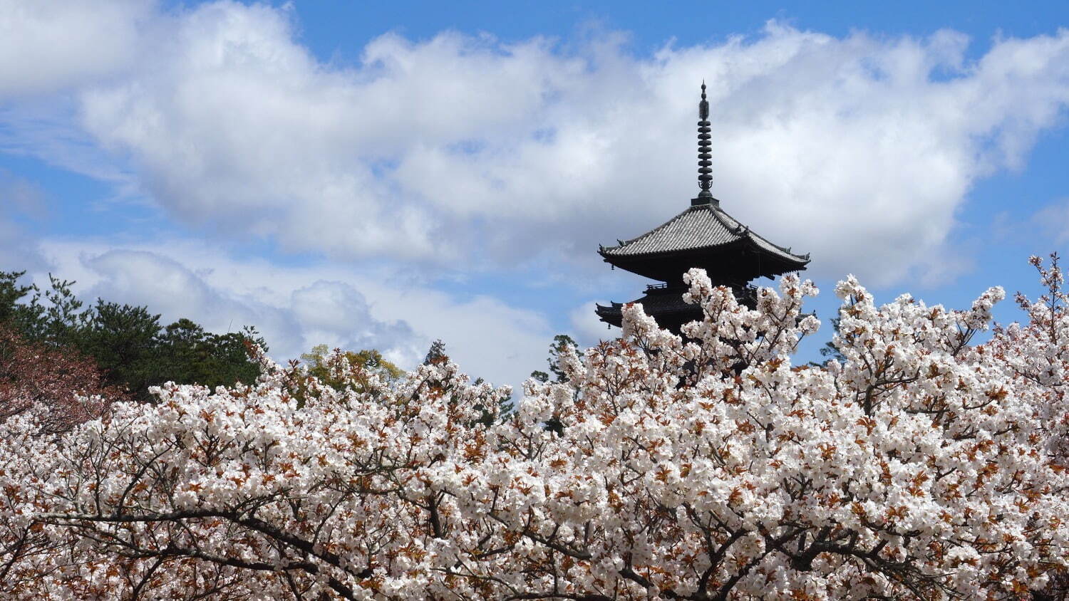 ロク キョウト“春スイーツ”が揃うアフタヌーンティー、仁和寺“貸し切り”お花見宿泊プランも｜写真9