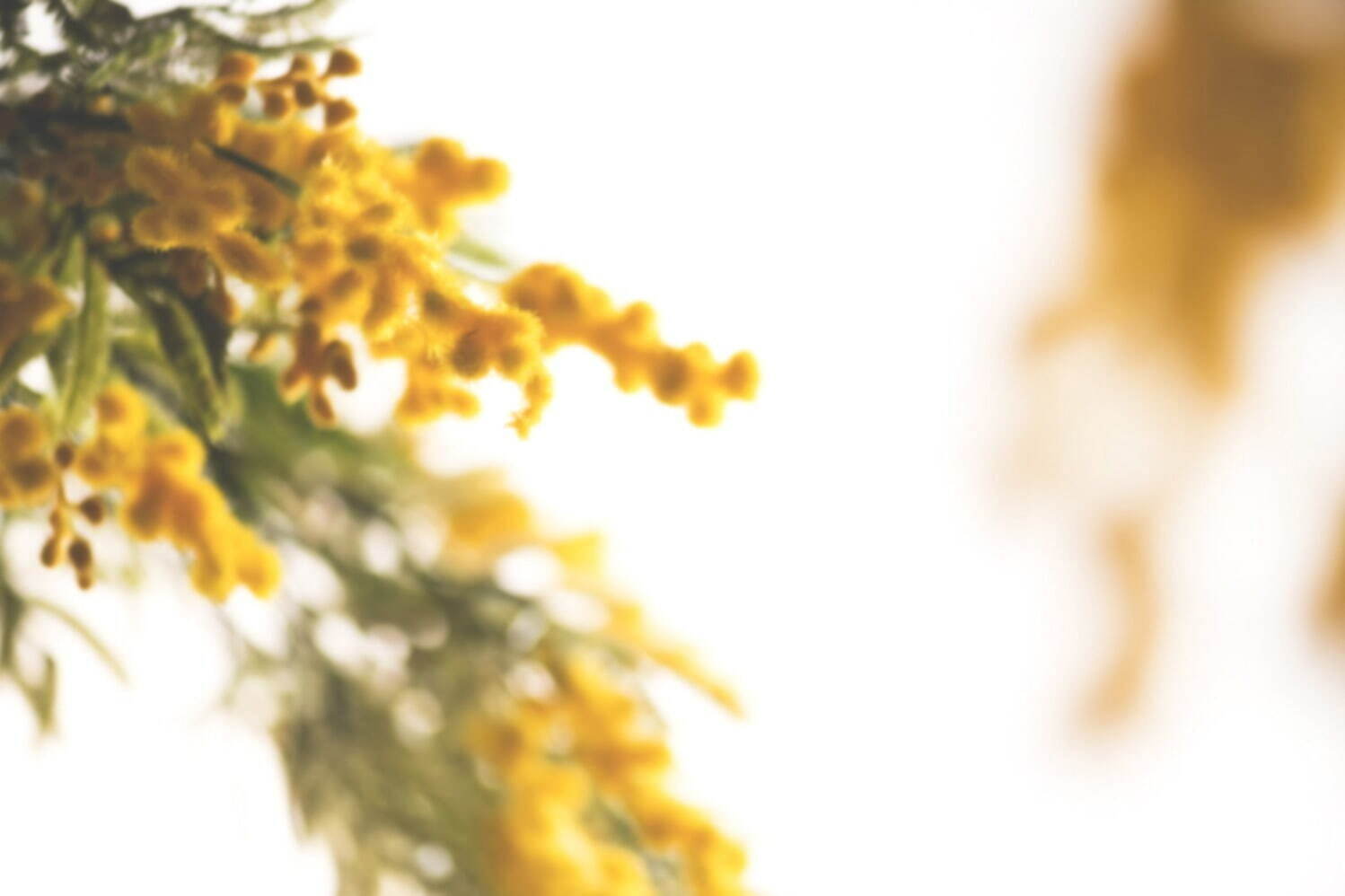 「ミモザの花」コスメ＆ファッションで春気分UP！甘さ控えめ大人の花・ミモザの香水など｜写真3