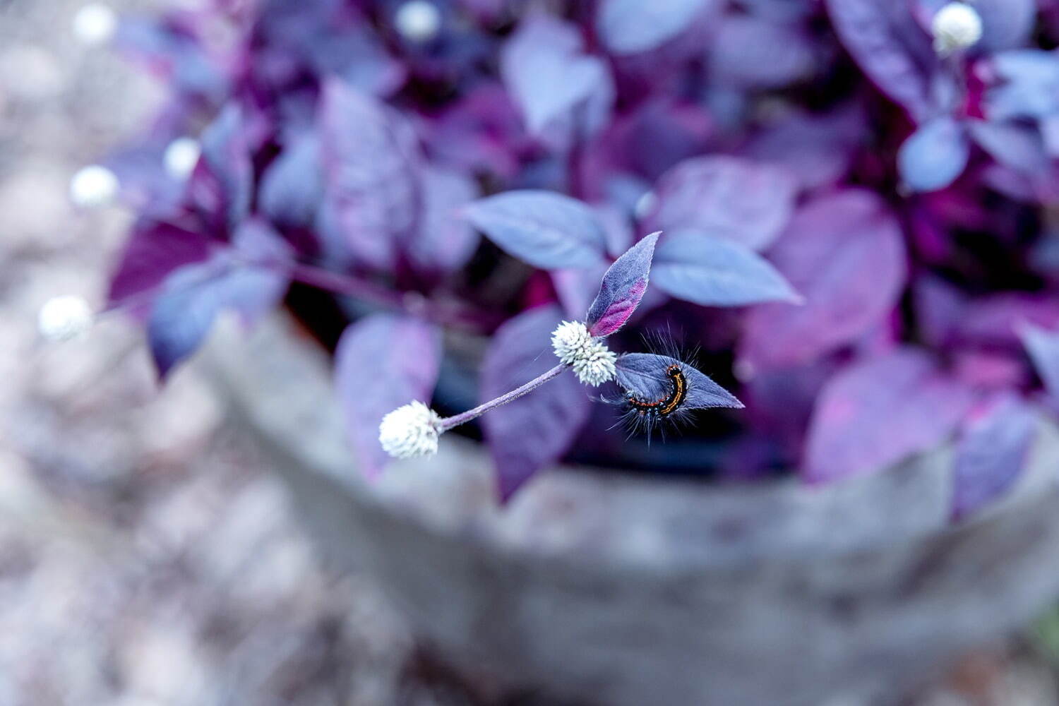 ニコライ・バーグマンの庭園が箱根・強羅に誕生、四季折々の花と自然を五感で体感 - カフェも併設｜写真9