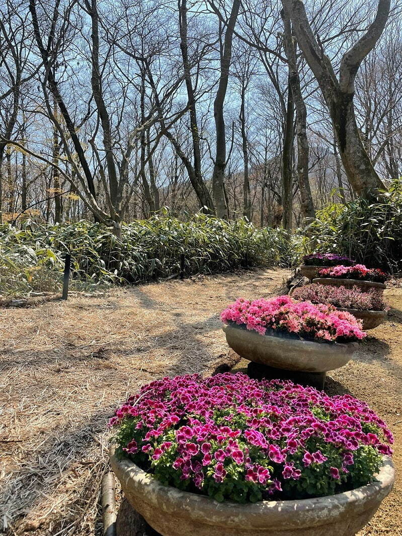 ニコライ・バーグマンの庭園が箱根・強羅に誕生、四季折々の花と自然を五感で体感 - カフェも併設｜写真13