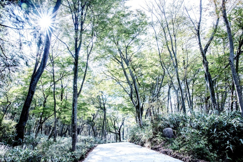 ニコライ・バーグマンの庭園が箱根・強羅に誕生、四季折々の花と自然を五感で体感 - カフェも併設｜写真1