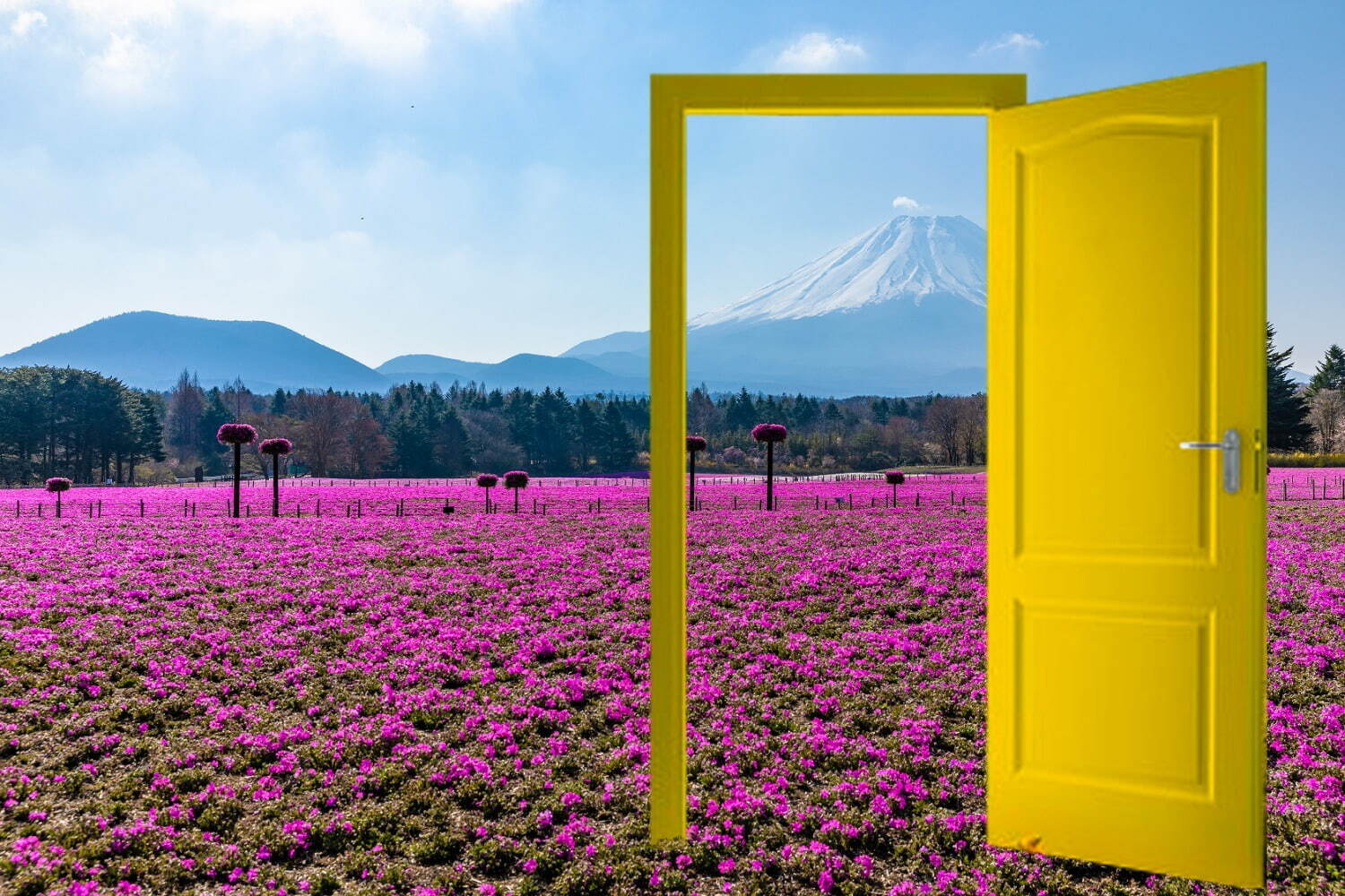 「2022富士芝桜まつり」 “富士山×芝桜”が織りなす春の絶景、富士河口湖に約50万株が咲き誇る｜写真9
