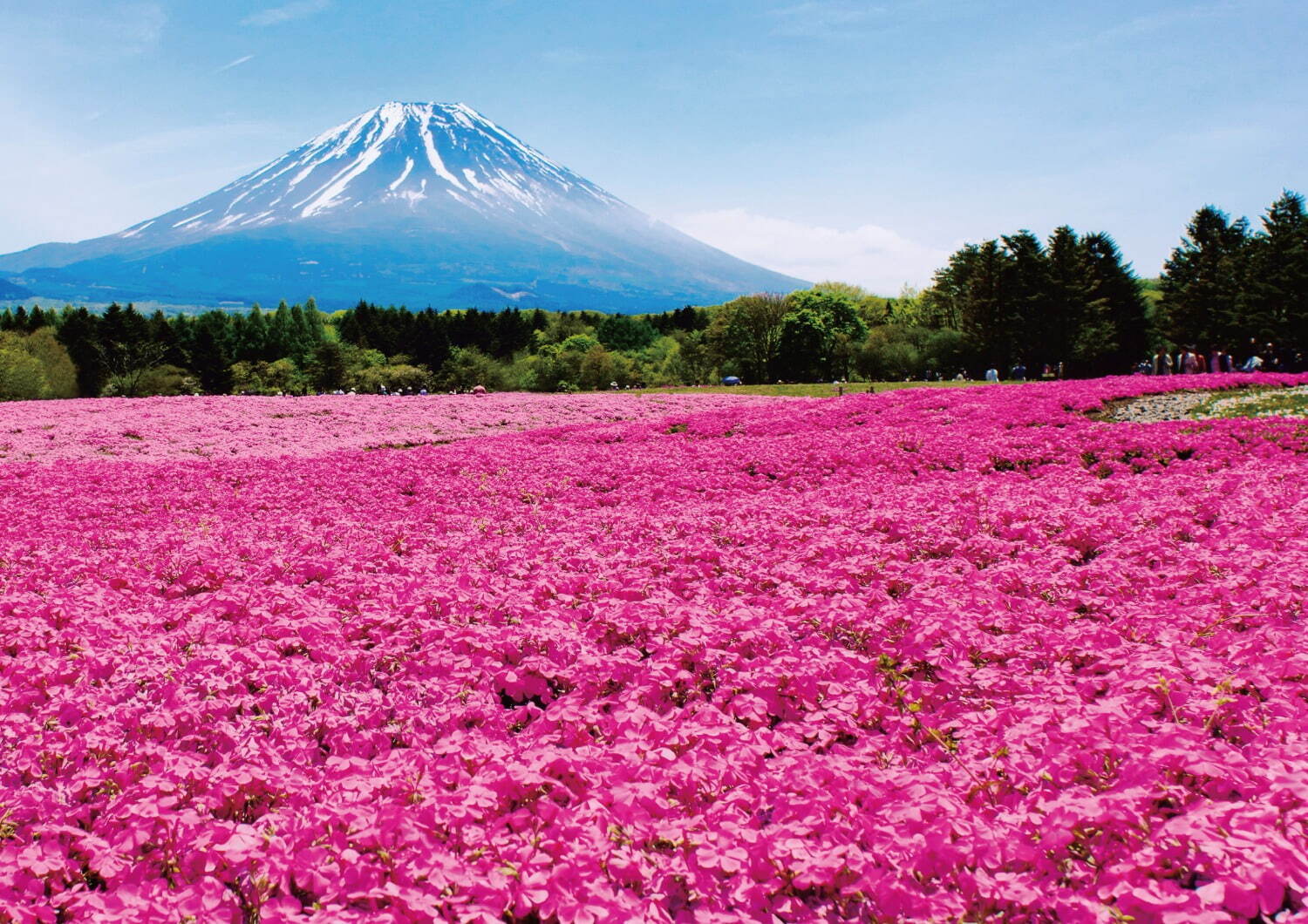 「2022富士芝桜まつり」 “富士山×芝桜”が織りなす春の絶景、富士河口湖に約50万株が咲き誇る｜写真1