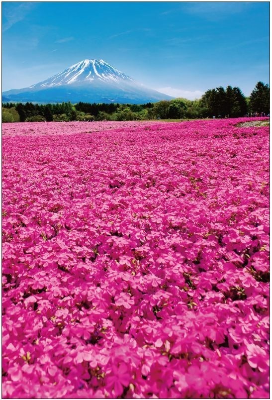 「2022富士芝桜まつり」 “富士山×芝桜”が織りなす春の絶景、富士河口湖に約50万株が咲き誇る｜写真6