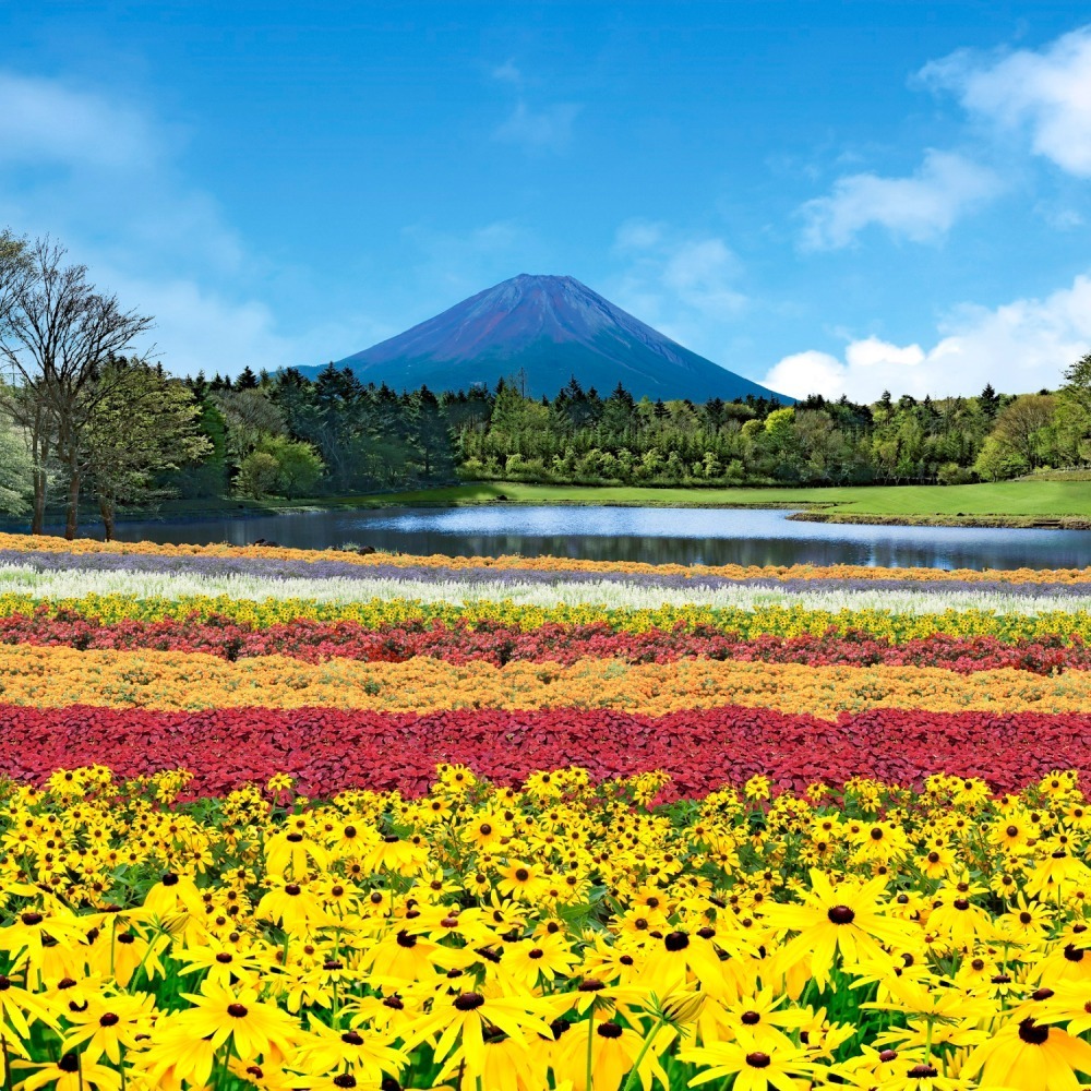 虹の花まつり 富士河口湖で初開催 10種類のカラフルな花々と富士山の絶景 ファッションプレス