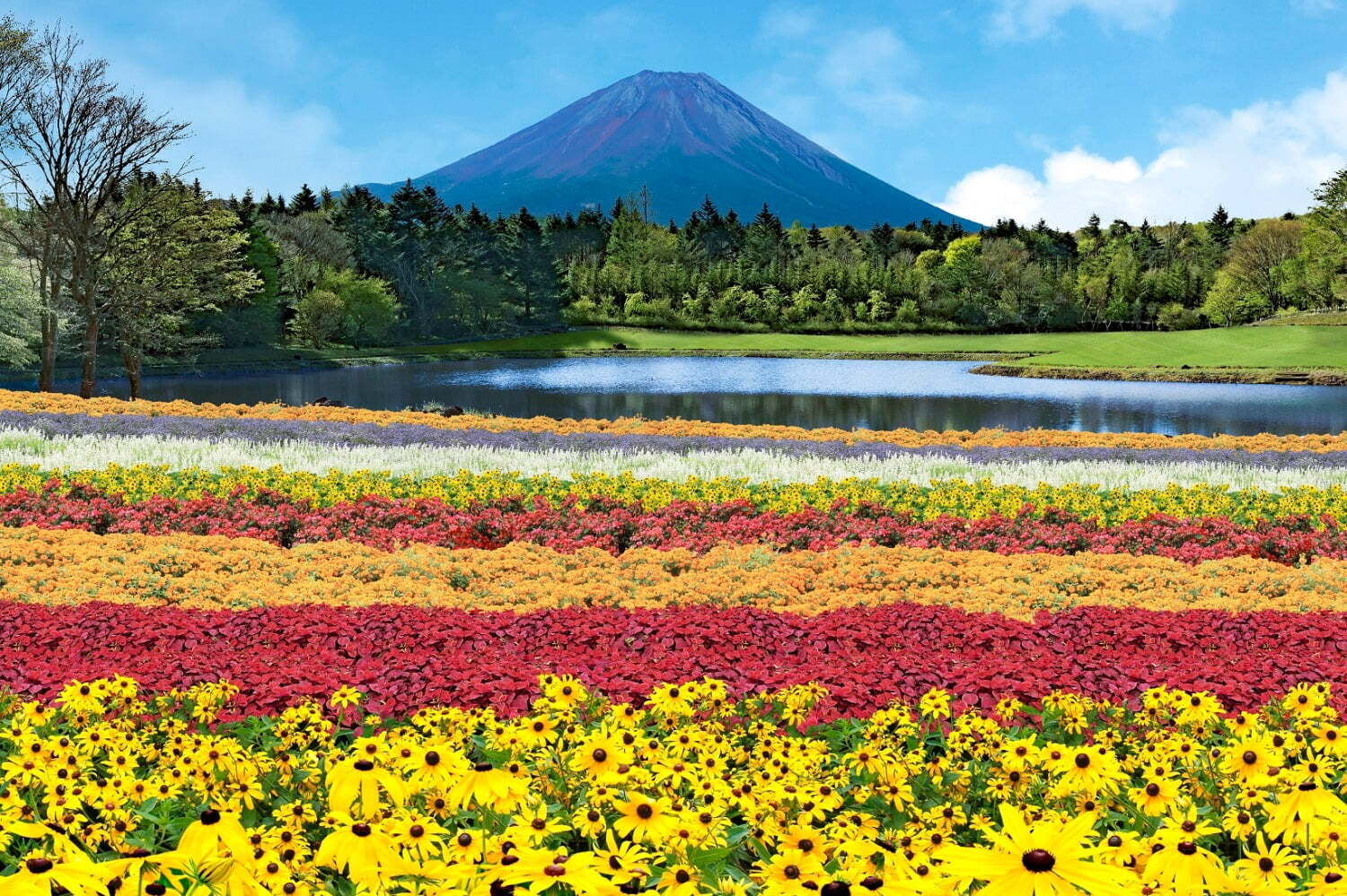 庭園｜「虹の花まつり」富士河口湖で初開催、約8万株のカラフルな花々と富士山の絶景